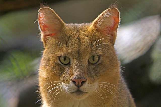 Из квартиры в Екатеринбурге сбежала болотная рысь