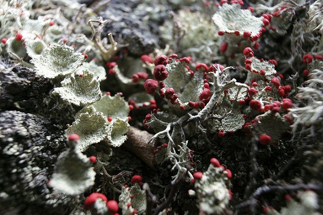 В СКР рассказали о состоянии девочки, найденной в тундре после 15 дней поиска