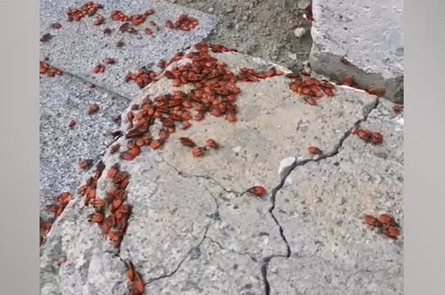 В Екатеринбурге нашествие красных клопов-солдатиков