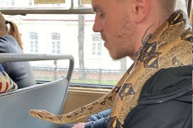 Екатеринбуржцу на шею в трамвае заполз питон