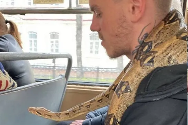 Екатеринбуржцу на шею в трамвае заполз питон