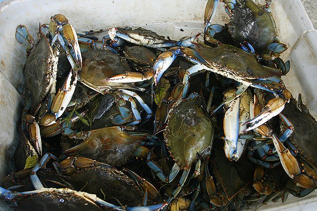 В Кольцово задержали гражданина Китая с 5 кг контрабандных крабов