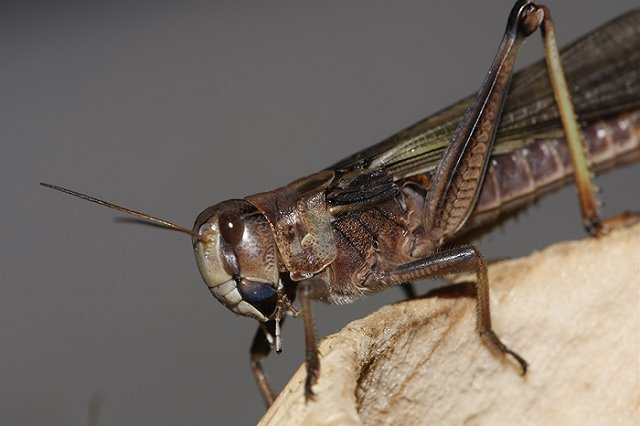 Евросоюз не исключает в рационе своих граждан мух и саранчу