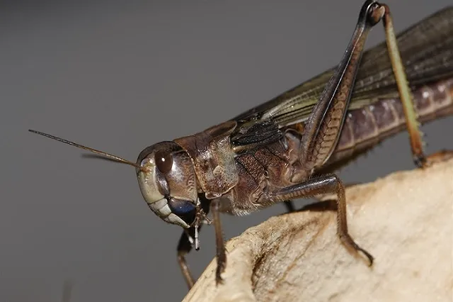 Евросоюз не исключает в рационе своих граждан мух и саранчу