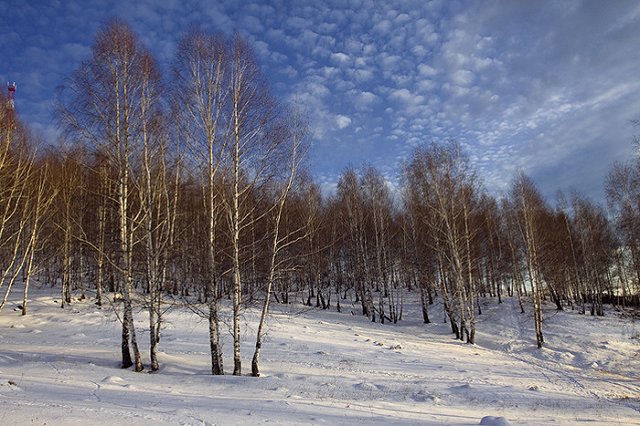 В Магнитогорске береза осталась зеленой, несмотря на морозы