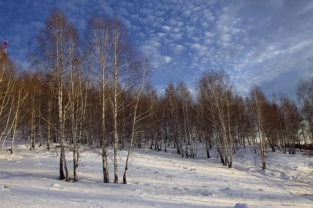 В Магнитогорске береза осталась зеленой, несмотря на морозы