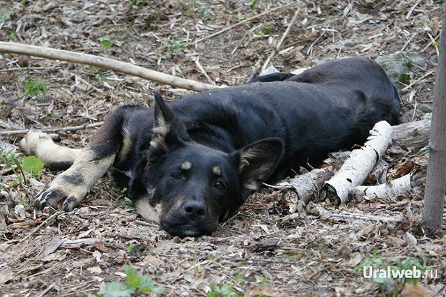 На мясном фестивале в Китае съедят 10 тысяч собак