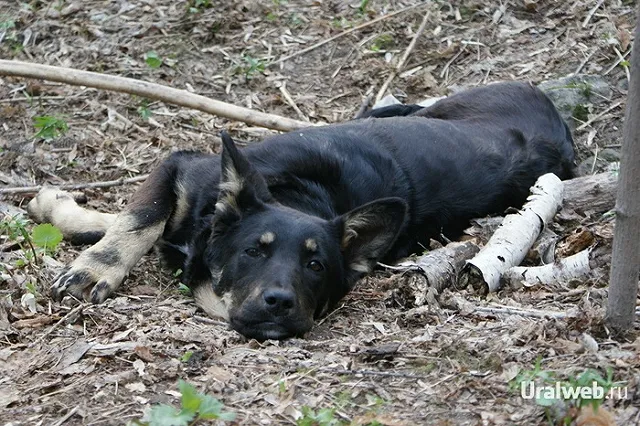На мясном фестивале в Китае съедят 10 тысяч собак