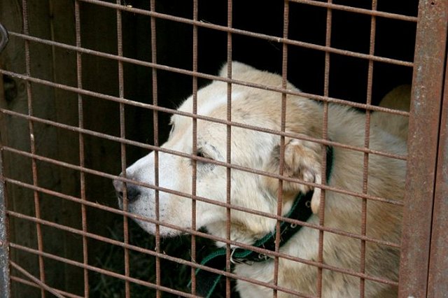 В Свердловской области построят новый пункт содержания бездомных собак