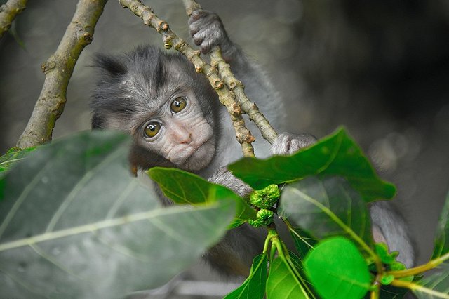 Ученые установили, каким образом перенесенный коронавирус способен привести к слабоумию