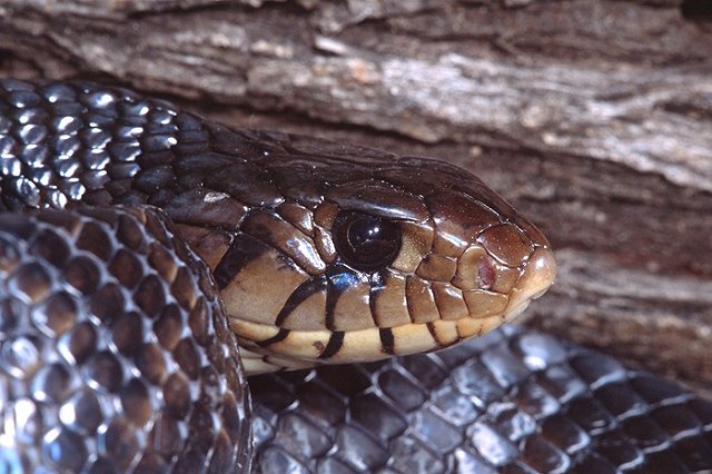 В Прикамье врачи незаконно отказались принять ребенка после укуса гадюки