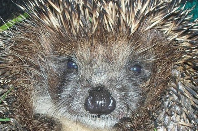 Челябинский ветеринар удалил домашнему ежу 20 зубов