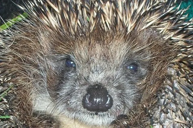 Челябинский ветеринар удалил домашнему ежу 20 зубов