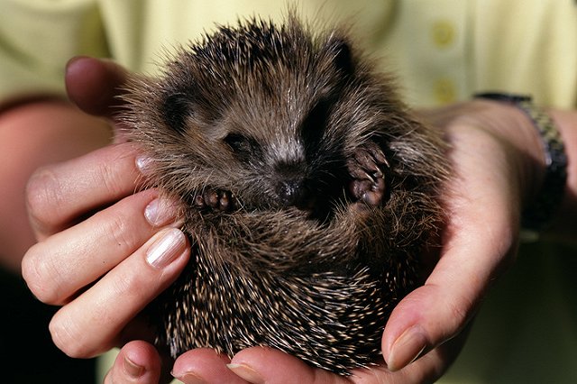 В Японии открылось кафе с ежиками