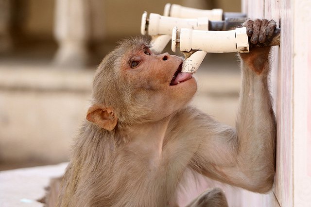 Двенадцать обезьян умерли от страха в индийском лесу