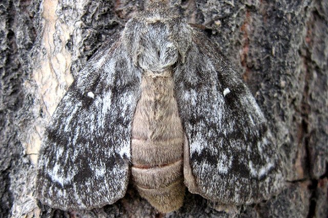 Леса Серова уничтожает опасный вредитель — площадь заражения уже 400 гектаров