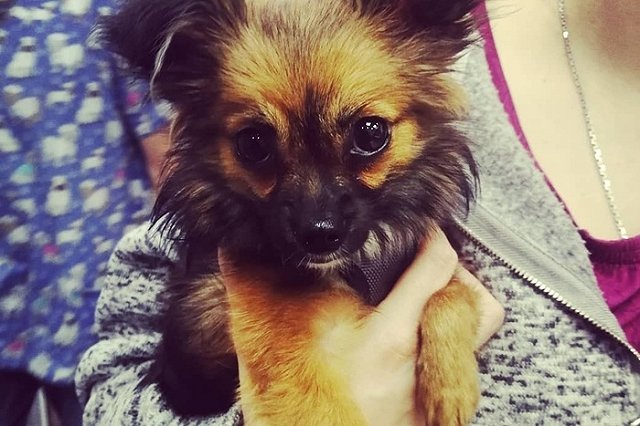 Зоозащитники рассказали о состоянии собаки, которую запинал екатеринбуржец