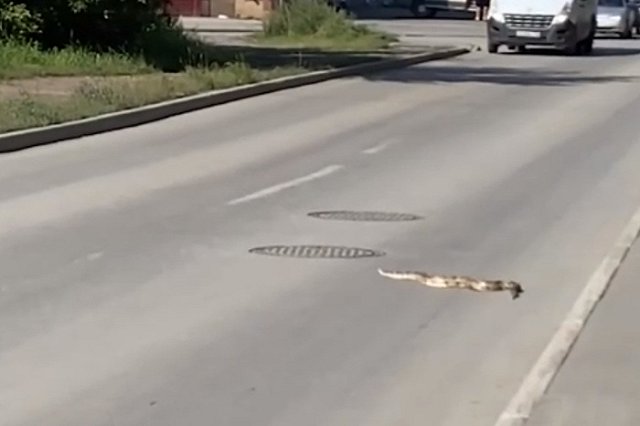 На Вторчермете екатеринбуржцы увидели двухметрового питона, переползавшего дорогу