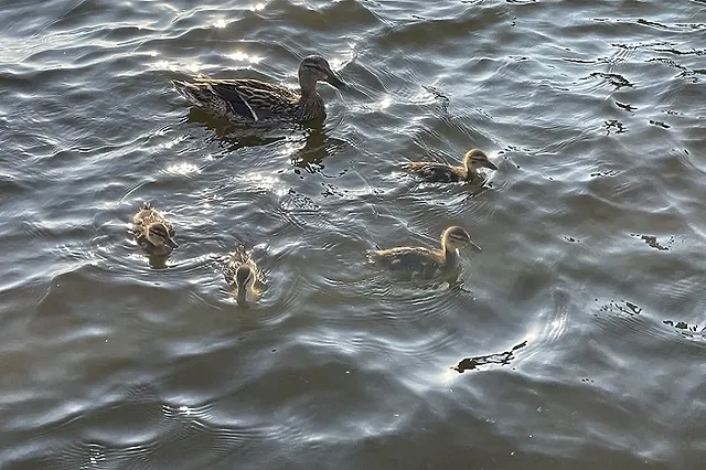 Екатеринбуржцы до смерти закормили уток
