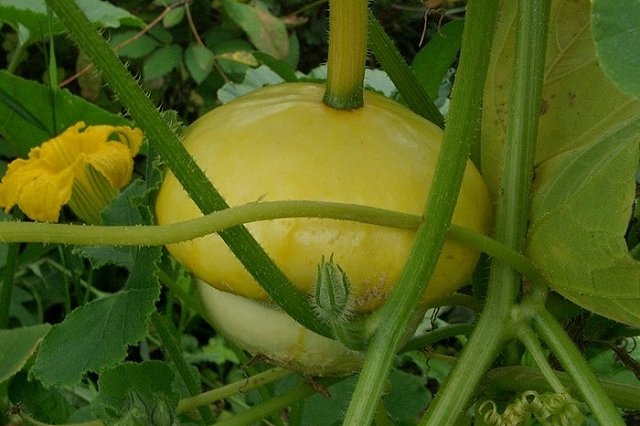 В регионе не хватает площадок для реализации местной сельхозпродукции