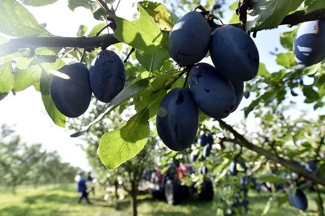Правительство обнародовало список разрешенных турецких фруктов