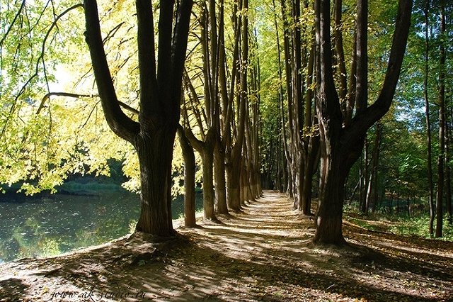 Екатеринбуржцам предлагают выбрать место для аллеи строителей