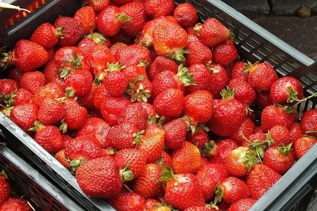 Екатеринбуржцев зовут за рассадой и клубникой на первую летнюю ярмарку