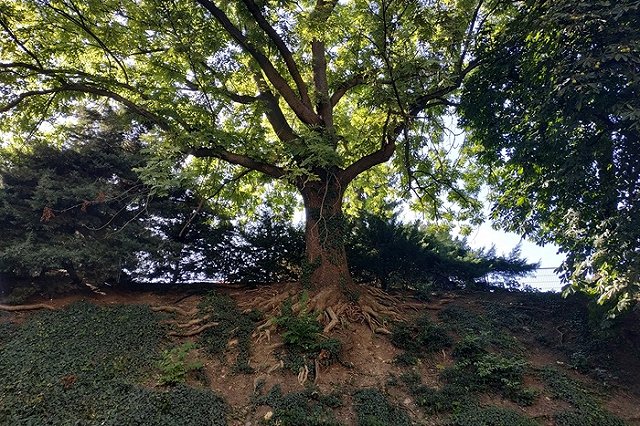 Депутат Колесников назвал скверы «рассадником наркомании и преступности»