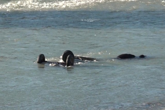 На Кубани сельчанин утопил лошадь с жеребенком