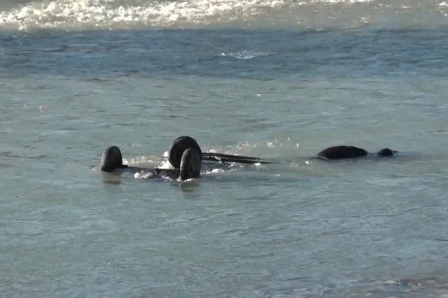 На Кубани сельчанин утопил лошадь с жеребенком