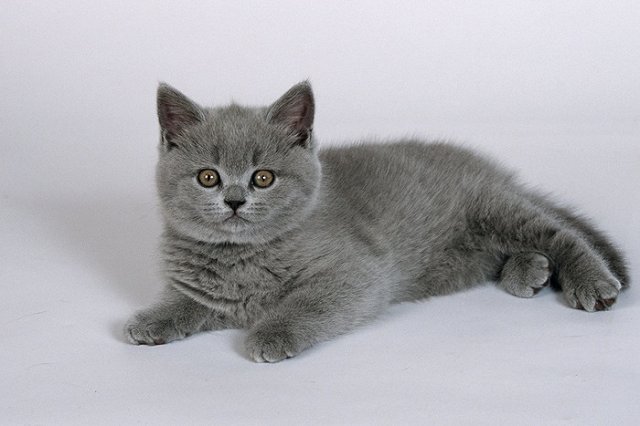 В аэропорту Екатеринбурга спасли котенка, которого бросили хозяева