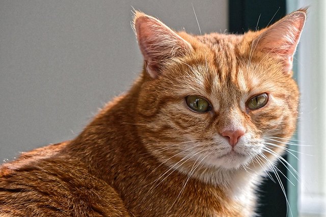 Свердловская учительница взяла кота из приюта и усыпила его спустя пару часов