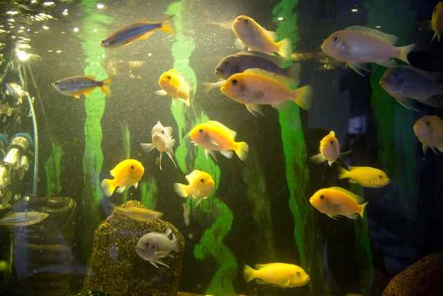 Британцу запретили заводить рыбок из-за размещенного в Facebook видео