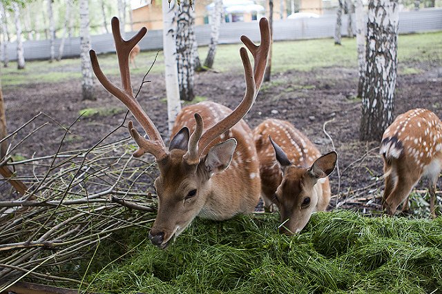 Директор ЦПКиО предложил лишить парк статуса природоохранной территории