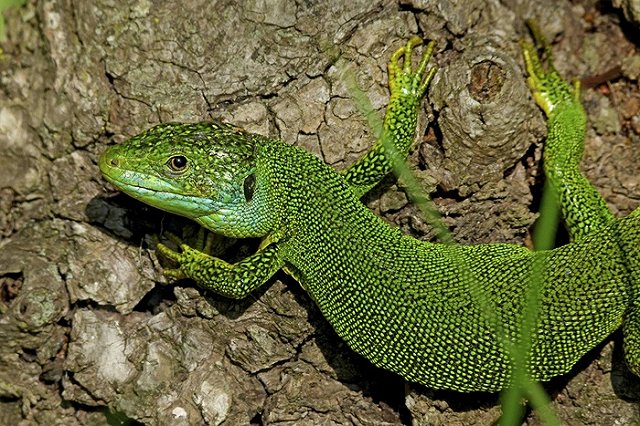 Суд наказал челябинца, пытавшегося вывезти из Екатеринбурга редких рептилий