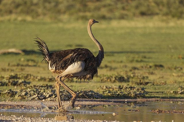 В цирке Казани страус сбежал со сцены и начал топтать зрителей