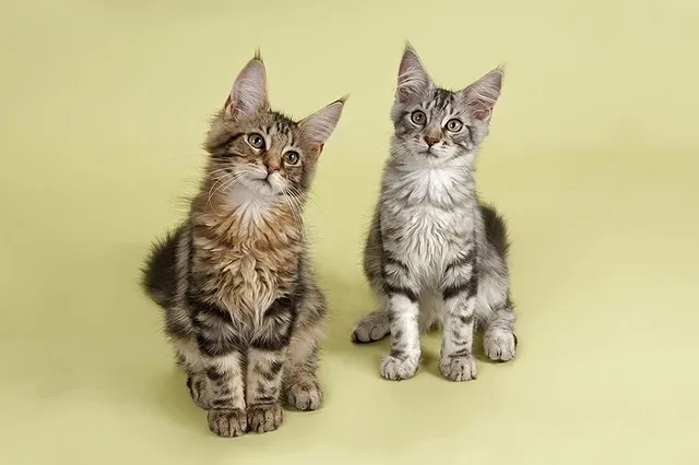 Челябинские аналитики посчитали стоимость квартир в котятах