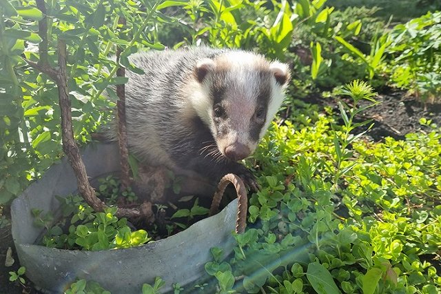 В Екатеринбурге барсук вышел в свет