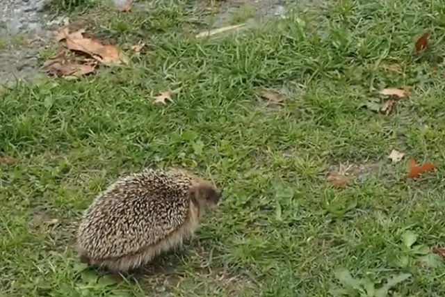 СМИ: во Франции задержали браконьеров, добывающих мясо ежей