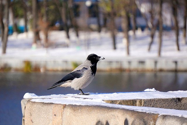 Клали и класть будем! Снегопад не остановил благоустройство дорог Екатеринбурга