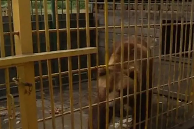 Медведя, откусившего руку томичке, заберут московские зоозащитники