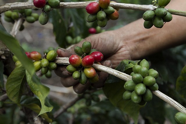 Bloomberg предупредил о падении цен на кофе