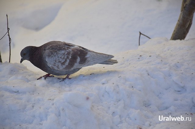 Ройзман поспорил с горожанами из-за грязи в Екатеринбурге