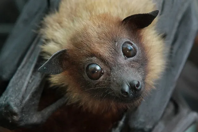 В екатеринбургском зоопарке родился крылатый лисенок