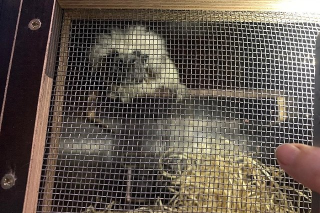 Обезьяны из чешского зоопарка транзитом летят через Кольцово