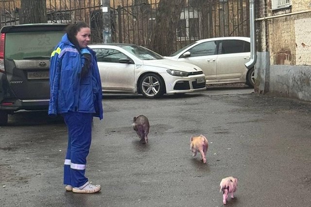 Из горящей квартиры спасли семейство из 10 минипигов