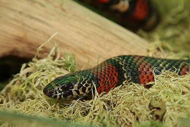 Россиянин ввез из ЕС в Екатеринбург центнер рептилий