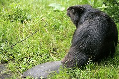 Бешеный бобер покусал жительницу Свердловской области