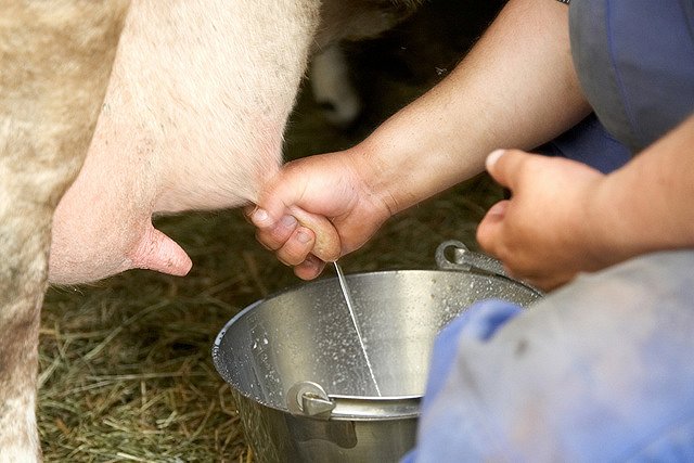 Птицефабрика «Рефтинская» покупает большую партию крупного рогатого скота