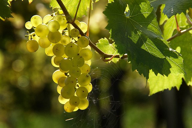 Саммит виноделов в Абрау-Дюрсо: российские вина скоро оценит весь мир